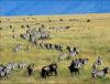 Africa Nature Animals (23)